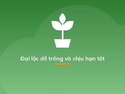 Đại lộc dễ trồng và chịu hạn tốt