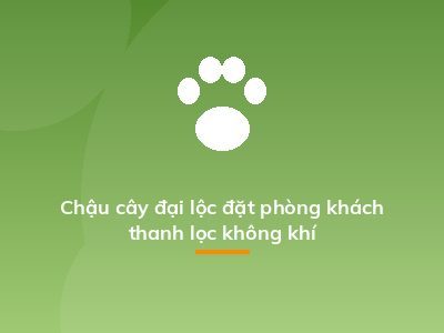 Chậu cây đại lộc đặt phòng khách thanh lọc không khí