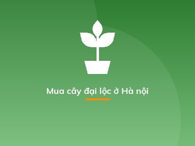 Mua cây đại lộc ở Hà nội