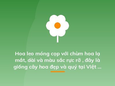 Hoa leo móng cọp với chùm hoa lạ mắt, dài và màu sắc rực rỡ , đây là giống cây hoa đẹp và quý tại Việt Nam được nhiều người yêu thích
