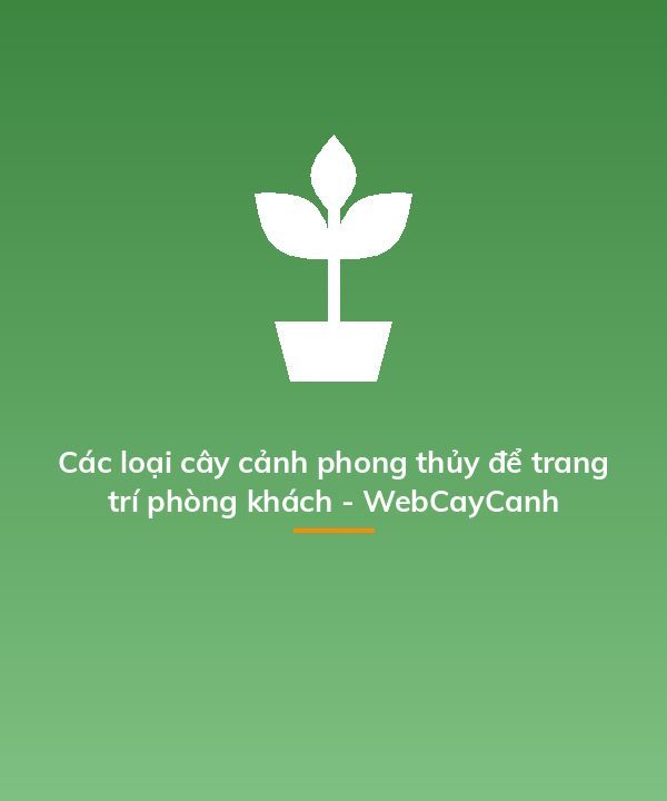 Các loại cây cảnh phong thủy để trang trí phòng khách - WebCayCanh