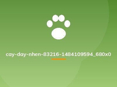 cay-day-nhen-83216-1484109594_680x0