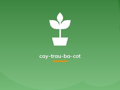 cay-trau-ba-cot