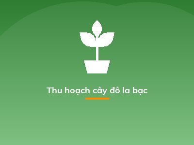Thu hoạch cây đô la bạc