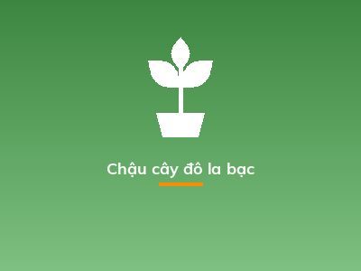 Chậu cây đô la bạc