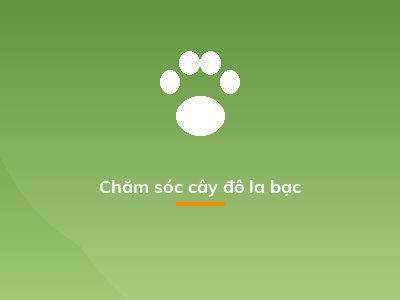 Chăm sóc cây đô la bạc