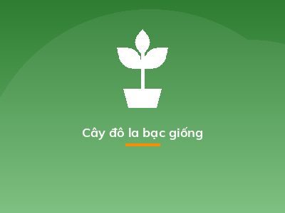 Cây đô la bạc giống