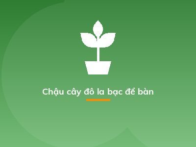 Chậu cây đô la bạc để bàn