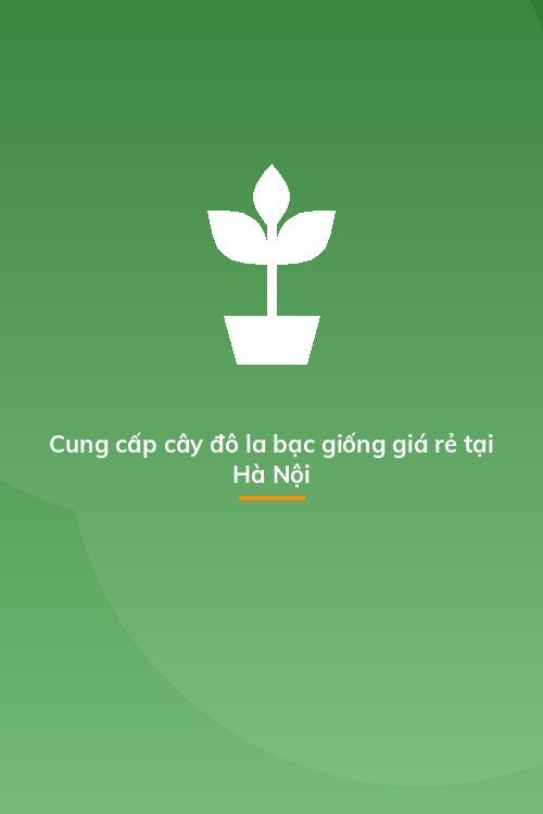 Cung cấp cây đô la bạc giống giá rẻ tại Hà Nội