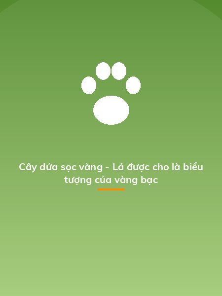 Cây dứa sọc vàng - Lá được cho là biểu tượng của vàng bạc