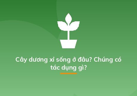 Cây dương xỉ sống ở đâu? Chúng có tác dụng gì?