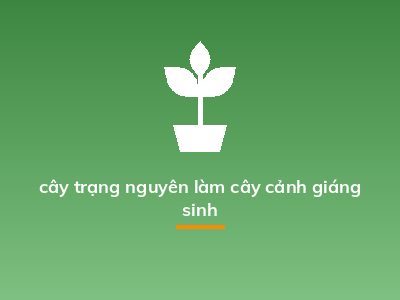 cây trạng nguyên làm cây cảnh giáng sinh