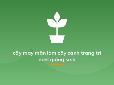 cây may mắn làm cây cảnh trang trí noel giáng sinh