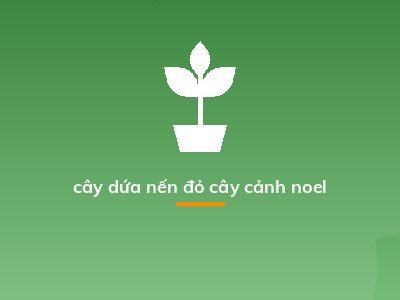 cây dứa nến đỏ cây cảnh noel
