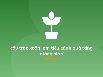 cây trắc xoăn làm tiểu cảnh quà tặng giáng sinh