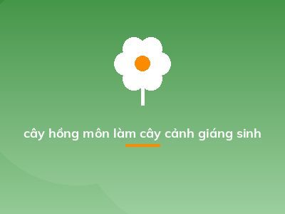 cây hồng môn làm cây cảnh giáng sinh