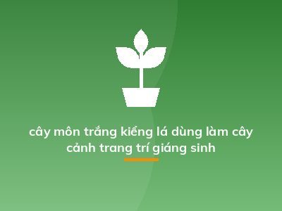cây môn trắng kiểng lá dùng làm cây cảnh trang trí giáng sinh