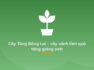 Cây Tùng Bồng Lai - cây cảnh làm quà tặng giáng sinh