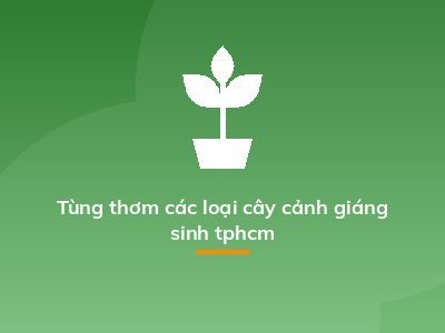 Tùng thơm các loại cây cảnh giáng sinh tphcm