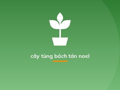 cây tùng bách tán noel