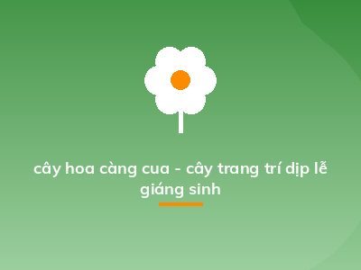 cây hoa càng cua - cây trang trí dịp lễ giáng sinh