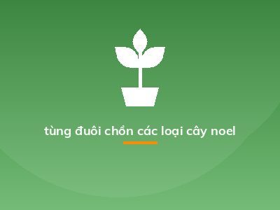 tùng đuôi chồn các loại cây noel