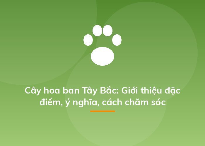 Cây hoa ban Tây Bắc: Giới thiệu đặc điểm, ý nghĩa, cách chăm sóc