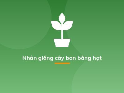 Nhân giống cây ban bằng hạt
