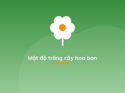 Mật độ trồng cây hoa ban