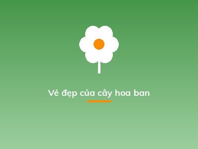 Vẻ đẹp của cây hoa ban