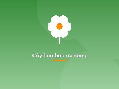 Cây hoa ban ưa sáng