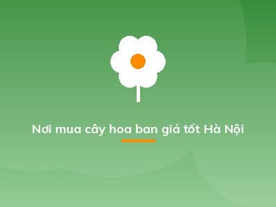 Nơi mua cây hoa ban giá tốt Hà Nội