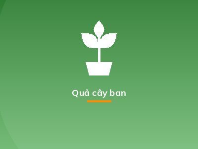 Quả cây ban