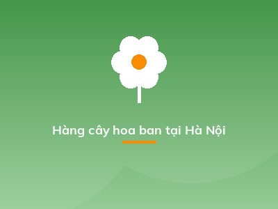 Hàng cây hoa ban tại Hà Nội