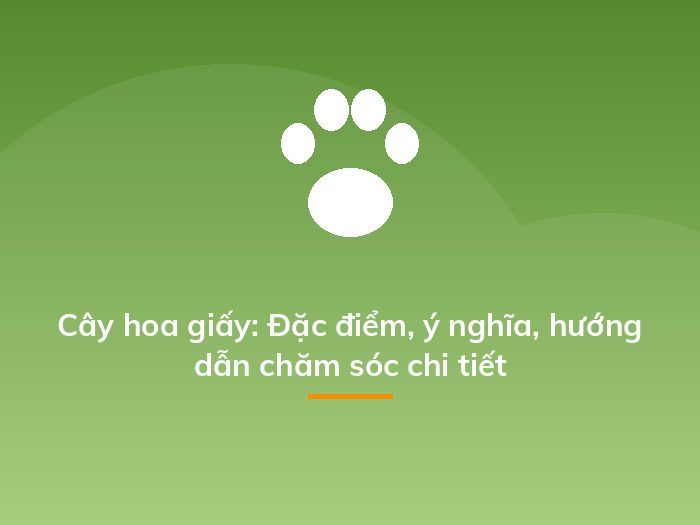 Cây hoa giấy: Đặc điểm, ý nghĩa, hướng dẫn chăm sóc chi tiết