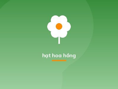 hạt hoa hồng