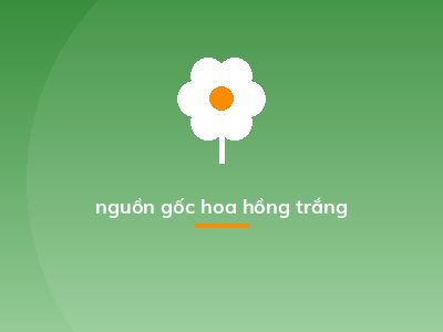 nguồn gốc hoa hồng trắng