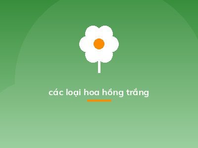 các loại hoa hồng trắng