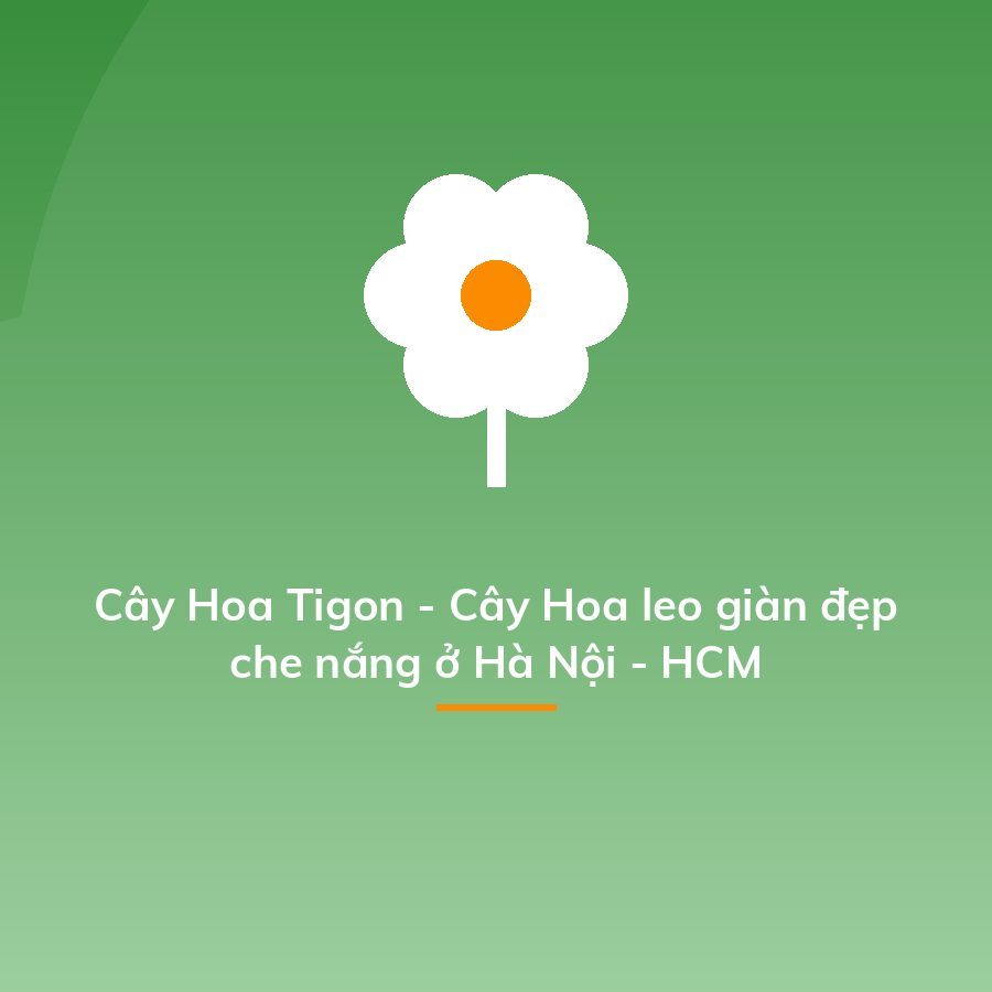 Cây Hoa Tigon - Cây Hoa leo giàn đẹp che nắng ở Hà Nội - HCM