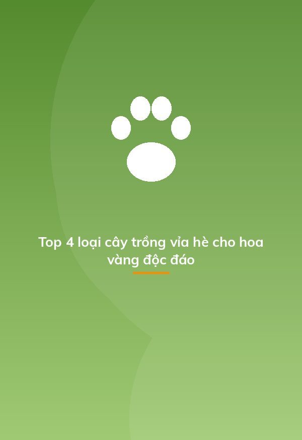 Top 4 loại cây trồng vỉa hè cho hoa vàng độc đáo