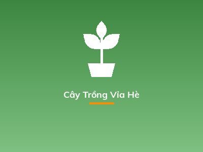 Cây Trồng Vỉa Hè