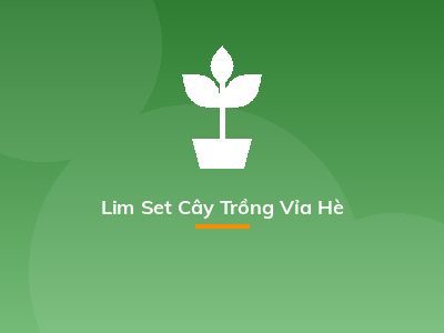 Lim Set Cây Trồng Vỉa Hè