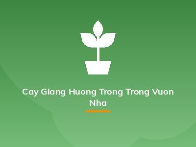 Cay Giang Huong Trong Trong Vuon Nha