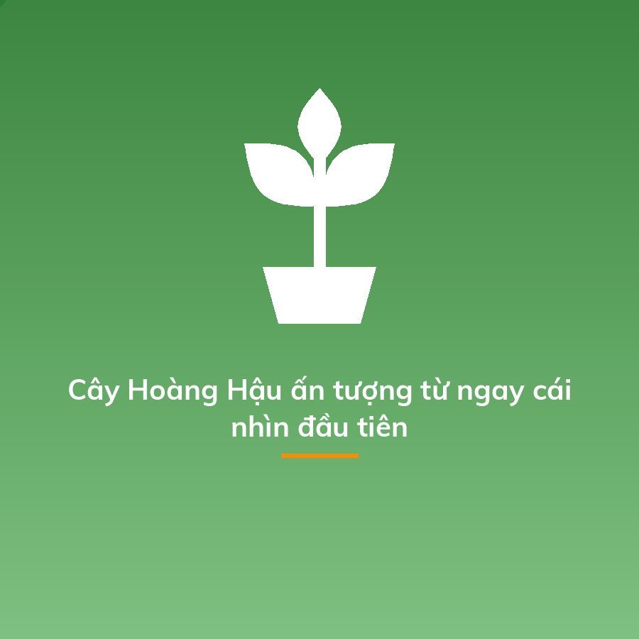 Cây Hoàng Hậu ấn tượng từ ngay cái nhìn đầu tiên