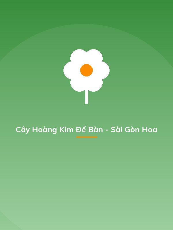 Cây Hoàng Kim Để Bàn - Sài Gòn Hoa
