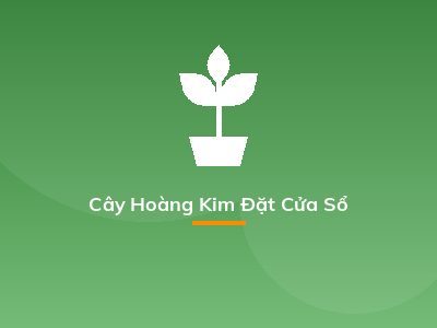 Cây Hoàng Kim Đặt Cửa Sổ