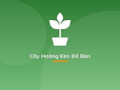 Cây Hoàng Kim Để Bàn