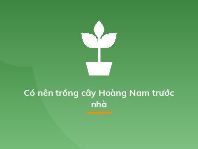 Có nên trồng cây Hoàng Nam trước nhà