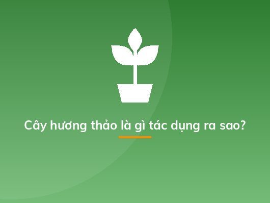 Cây hương thảo là gì tác dụng ra sao?