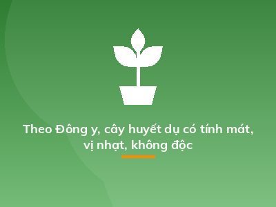 Theo Đông y, cây huyết dụ có tính mát, vị nhạt, không độc